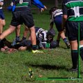 Rugby_Fiumicello-U14_2024-11-09_dm_347