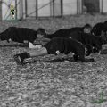 Rugby_Fiumicello_U14_Rugby_Bergamo_1950_2023-11-25_dm_0061